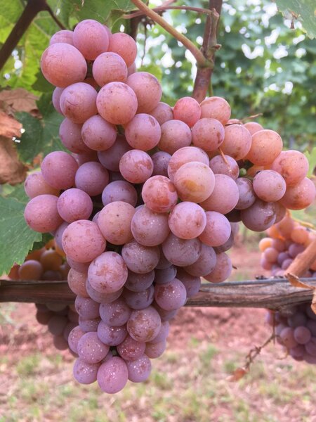 Butas vita de vie - TRAMINER ROZ