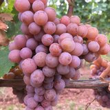 Butas vita de vie - TRAMINER ROZ